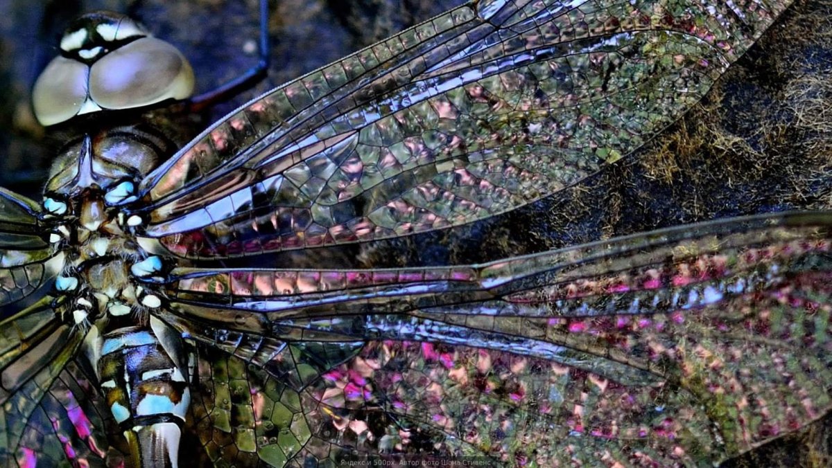 Насекомые опылители Стрекоза