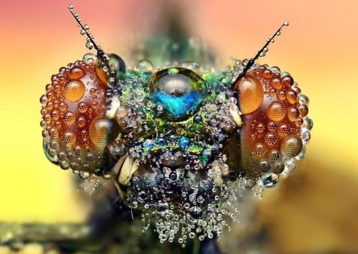 Фасеточные глаза у Жуков