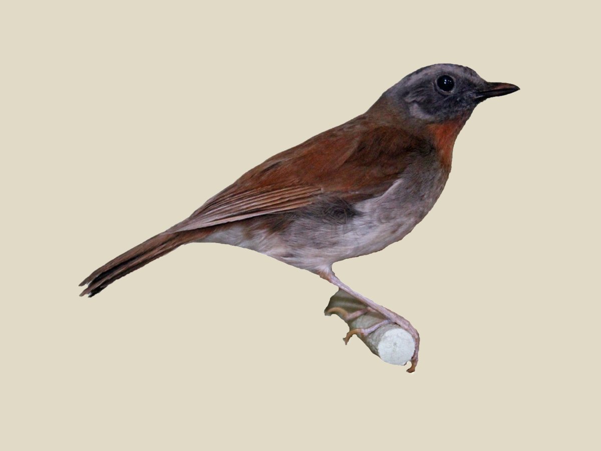 Красногрудый Воробей фото