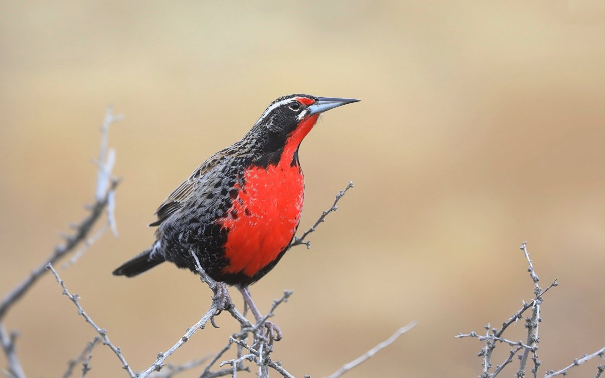 Красногрудый Дрозд