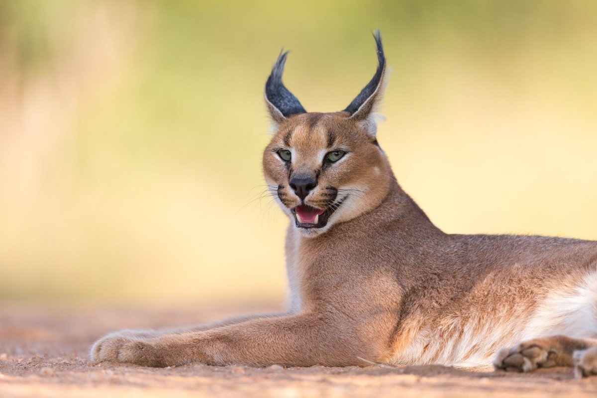 Кимбо каракал