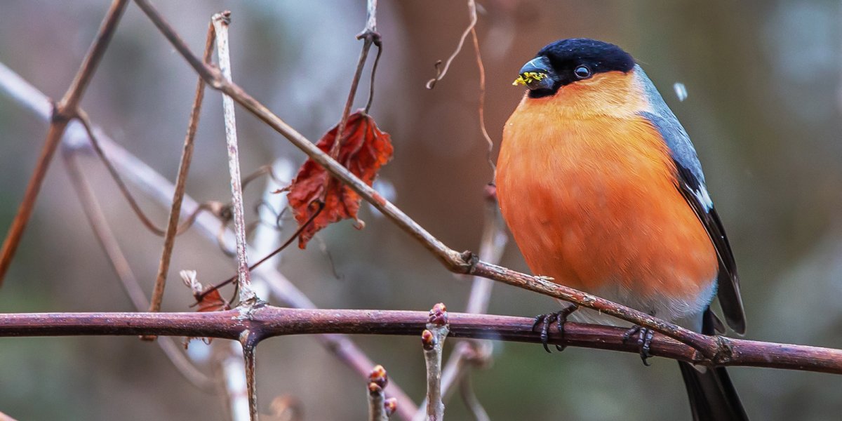 Снегири в Москве