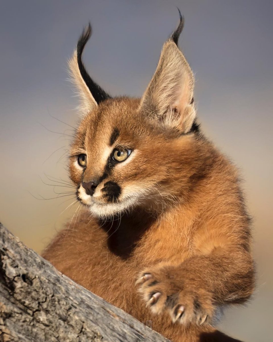 Рысь каракал