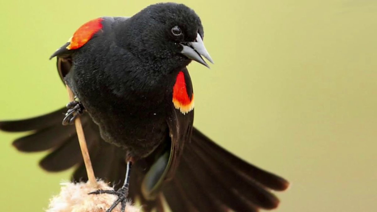 Краснокрылый Дрозд