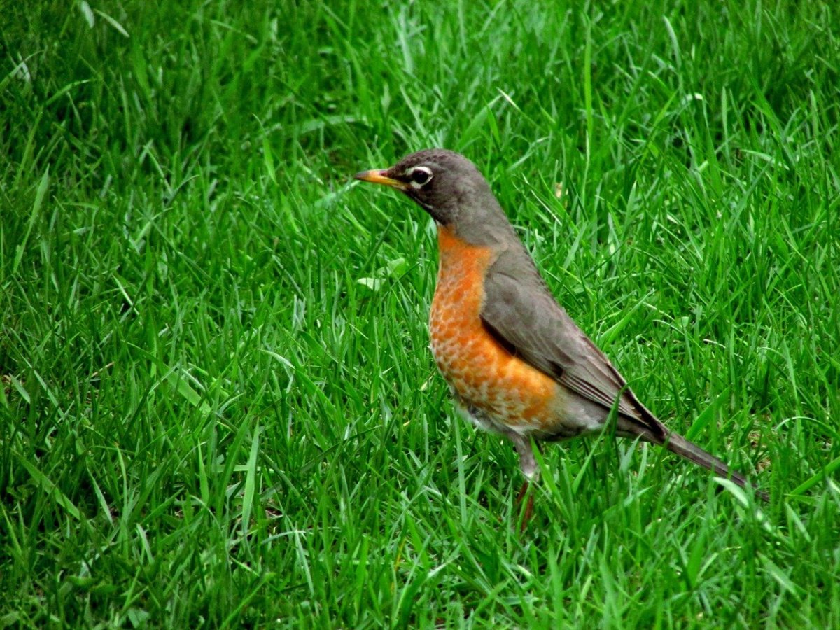 Красногрудый Дрозд