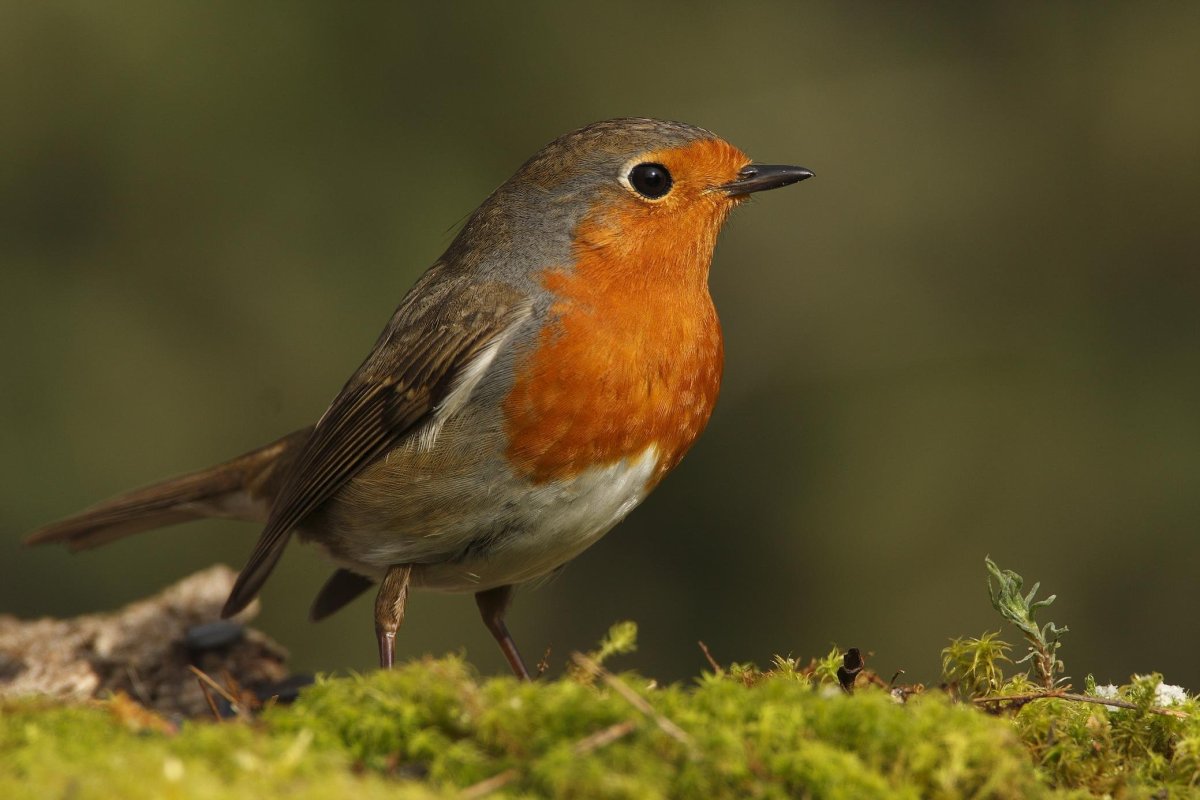 Красногрудая Малиновка Маргарет