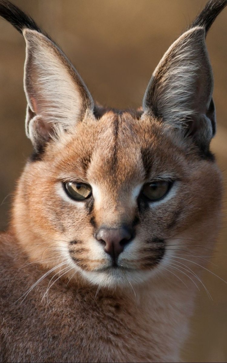 Кот каракал