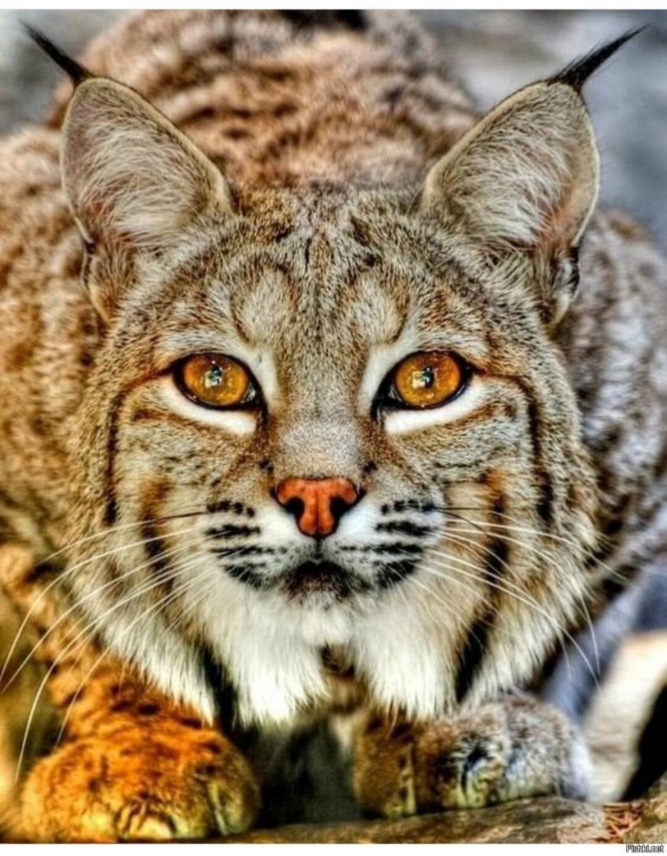 Американская Рысь Бобкэт