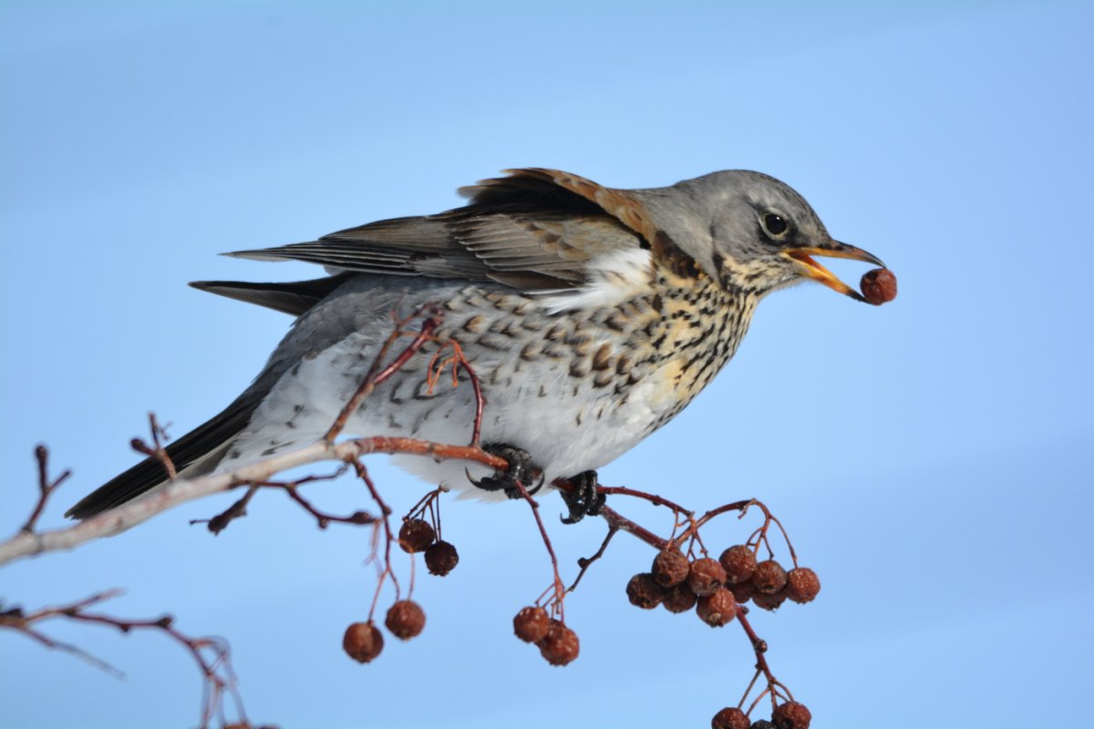 Кукша рябинник