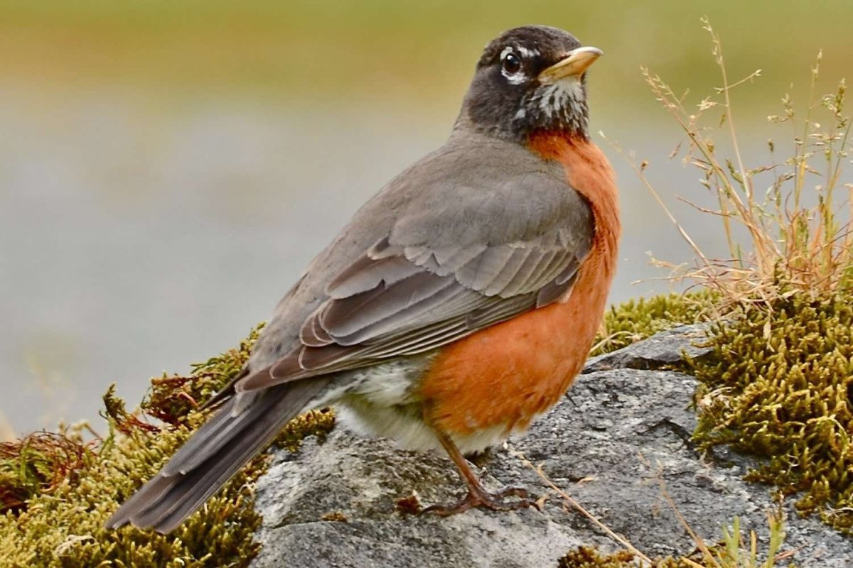 Робин Дрозд