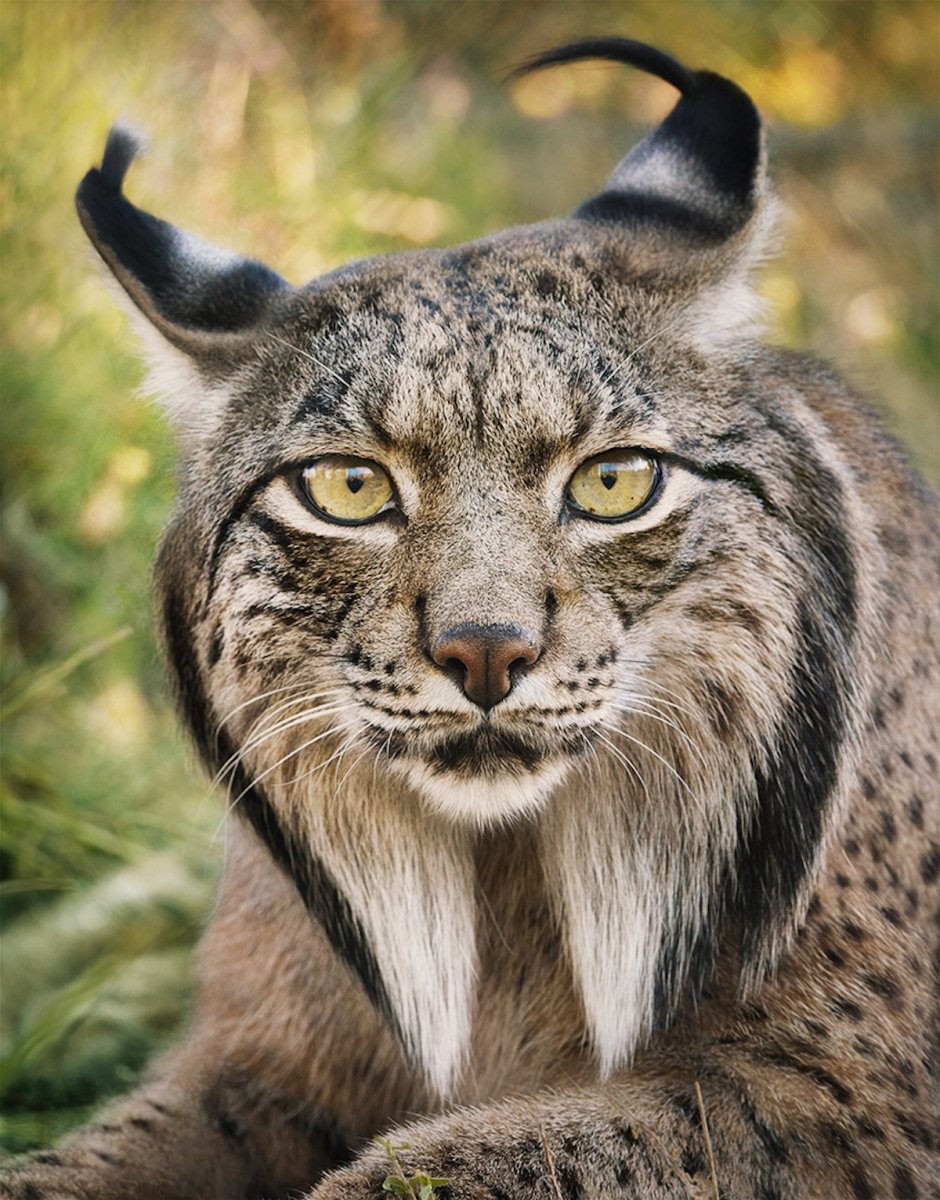 Иберийская (испанская) Рысь