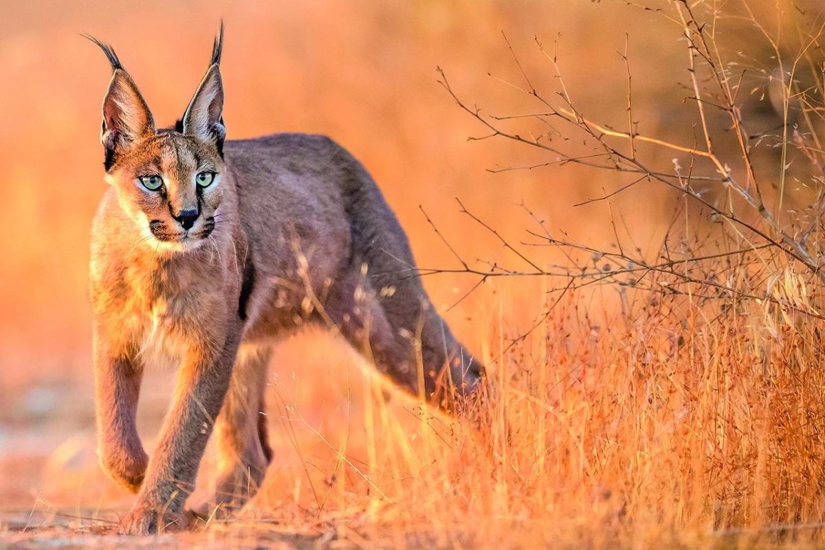 Каракал пустынная Рысь сервал