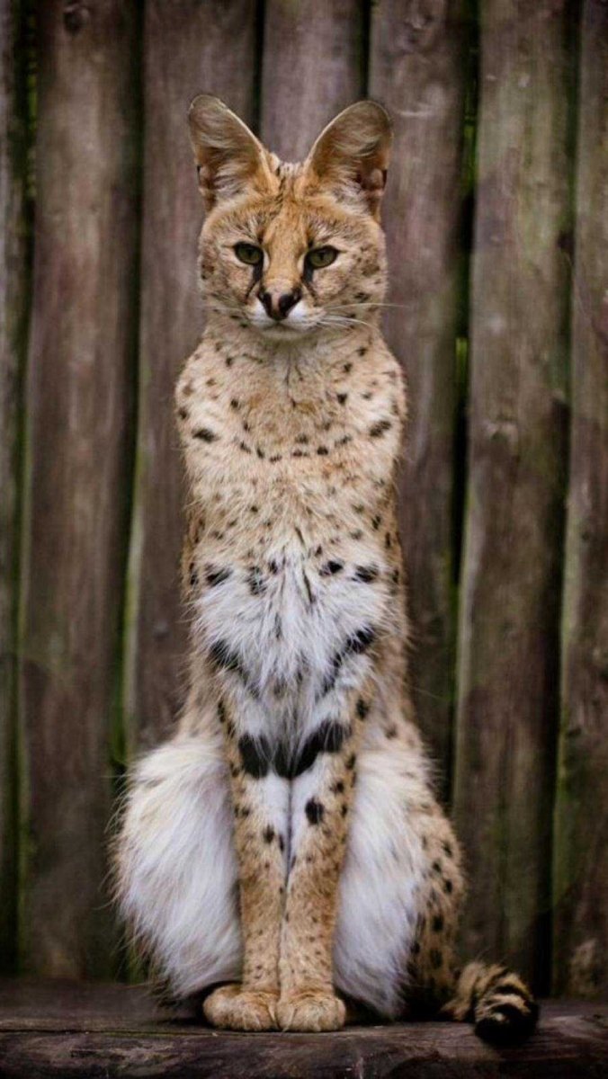 Дикая кошка сервал