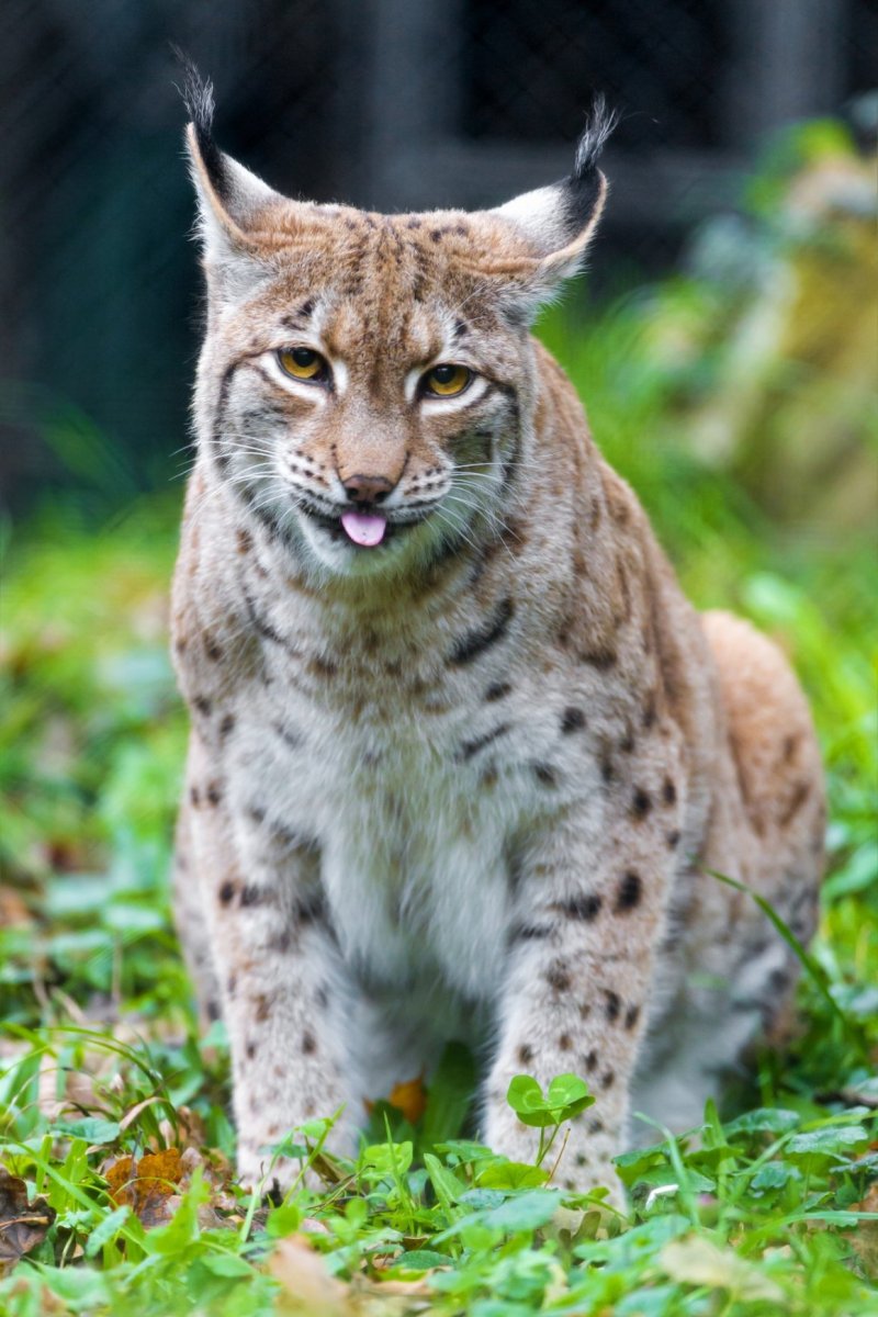 Пиренейская Рысь