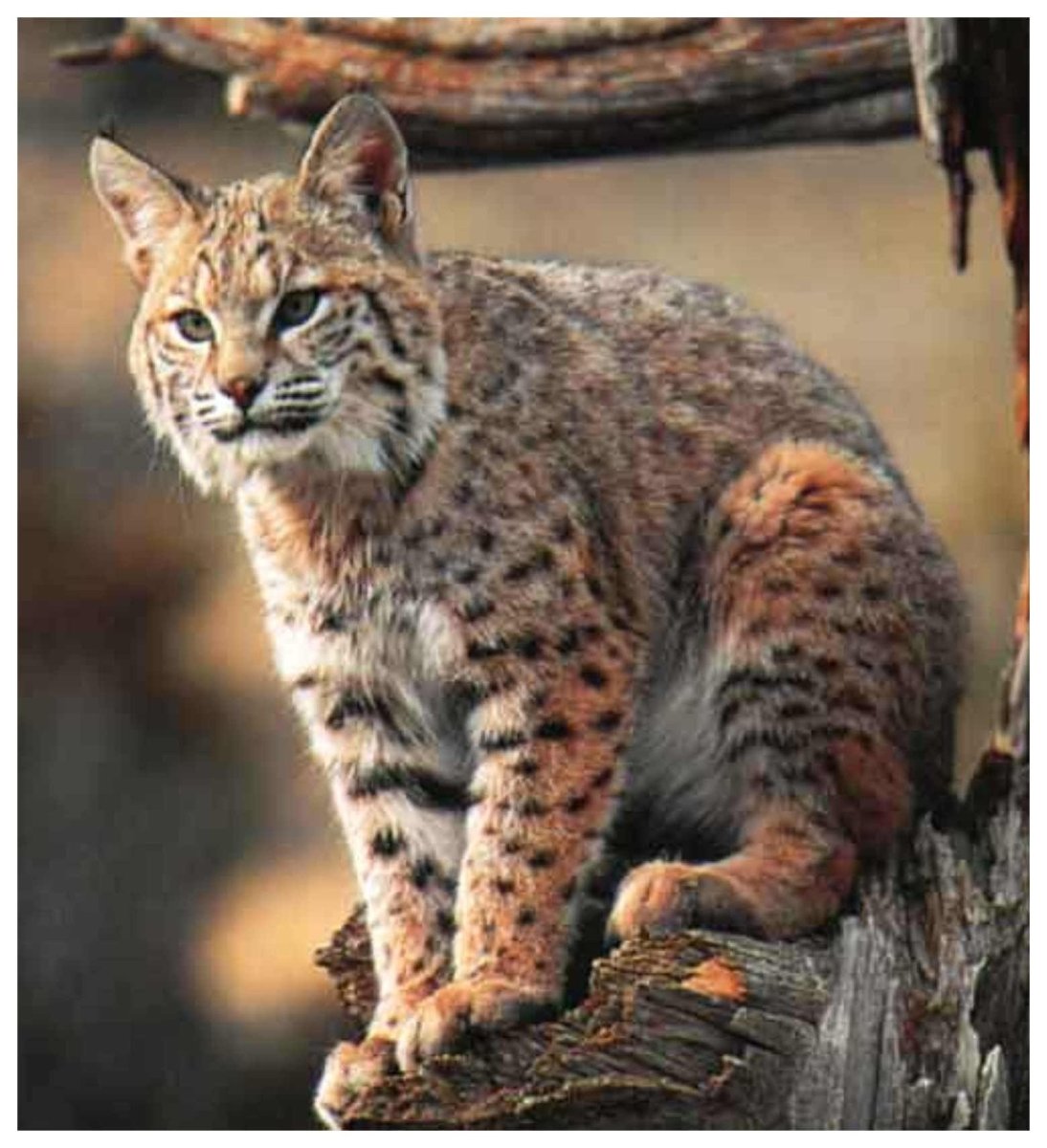 Бобкэт Рысь