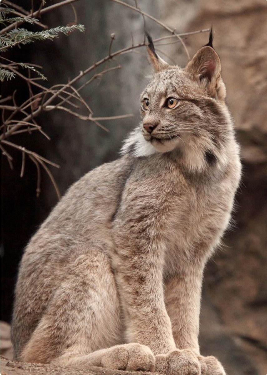 Туркменская Рысь