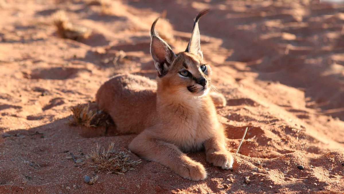 Каракал Нефертити