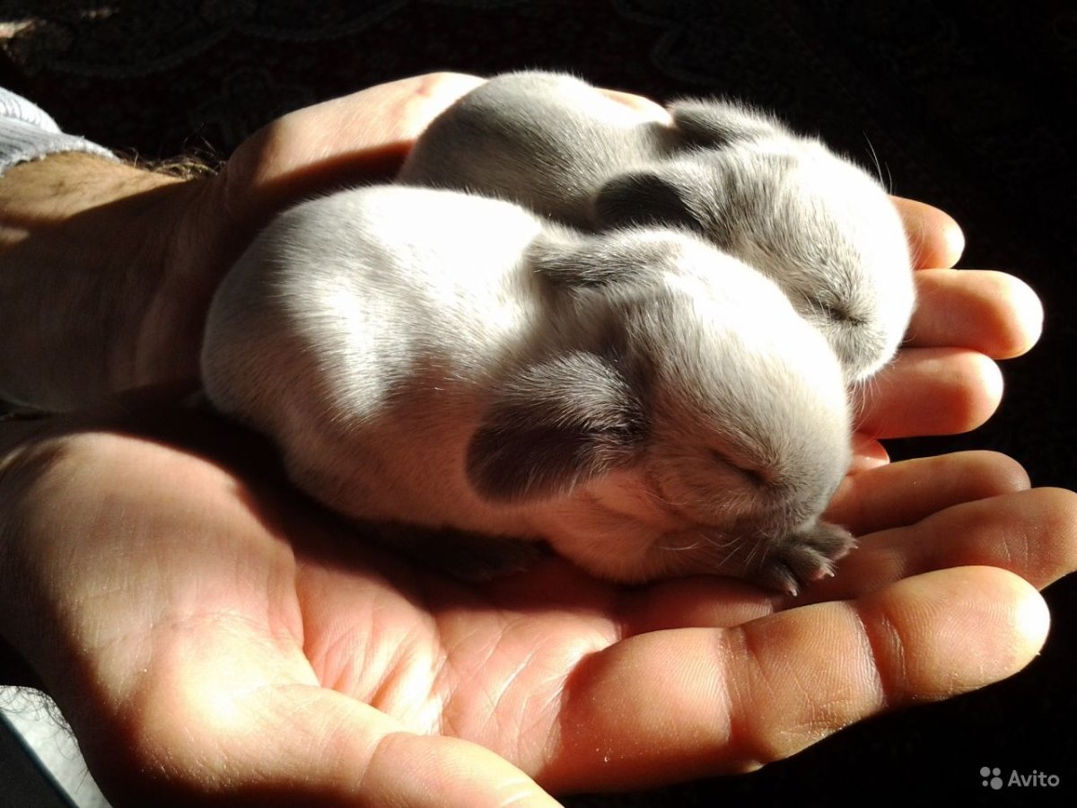 Милые кролики в руках