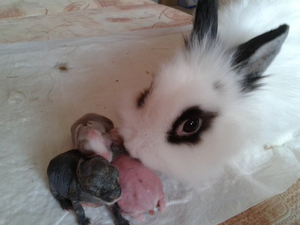 Маленький белый кролик