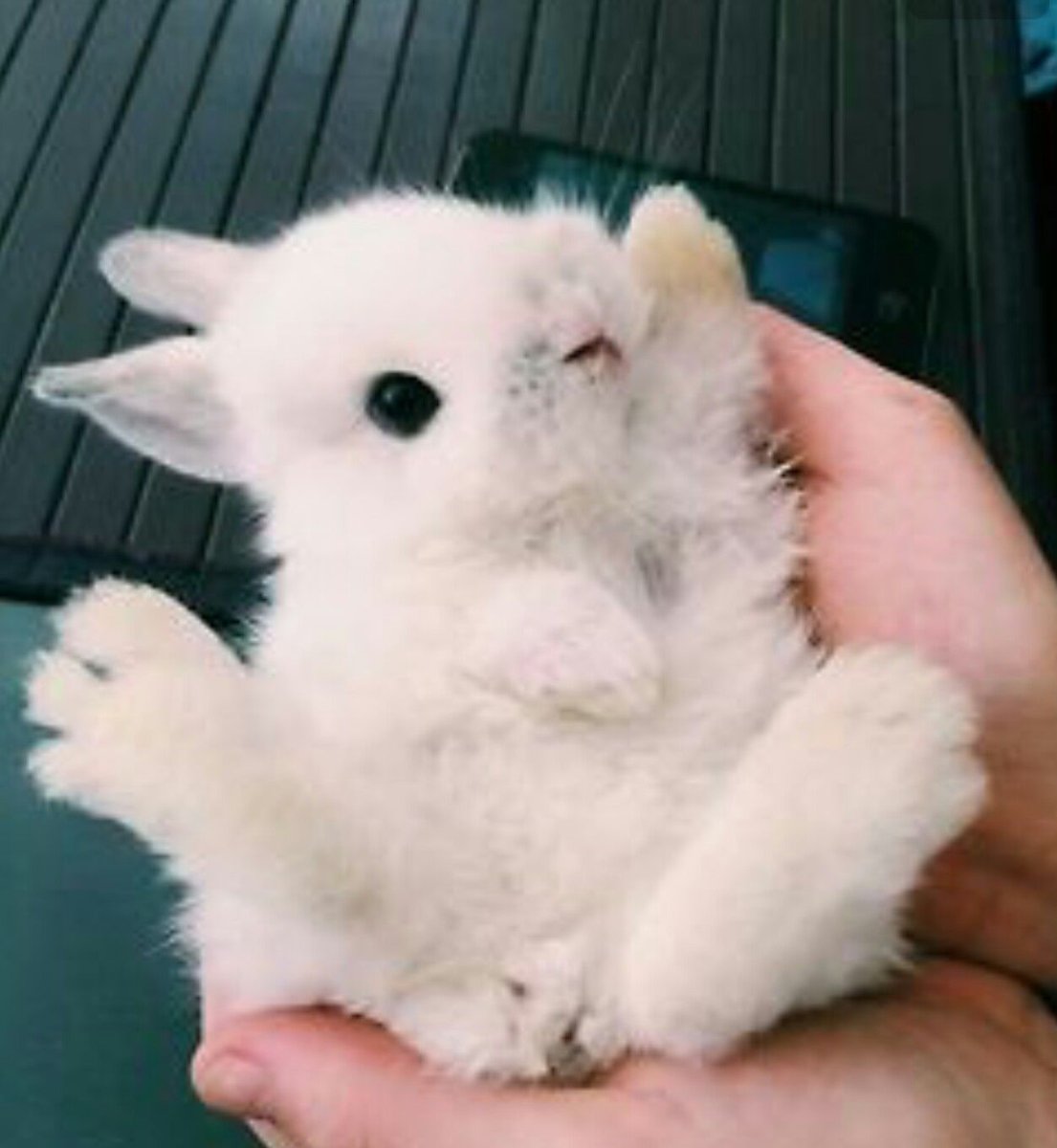 Авито Анна кролики