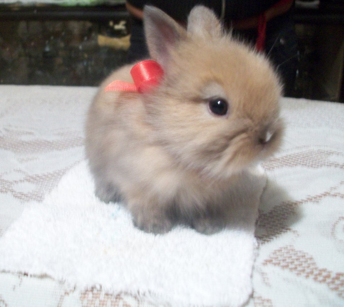 Карликовый кролик Минилоп