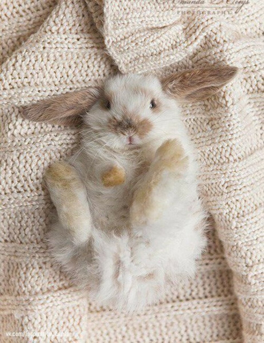 Крольчата милота