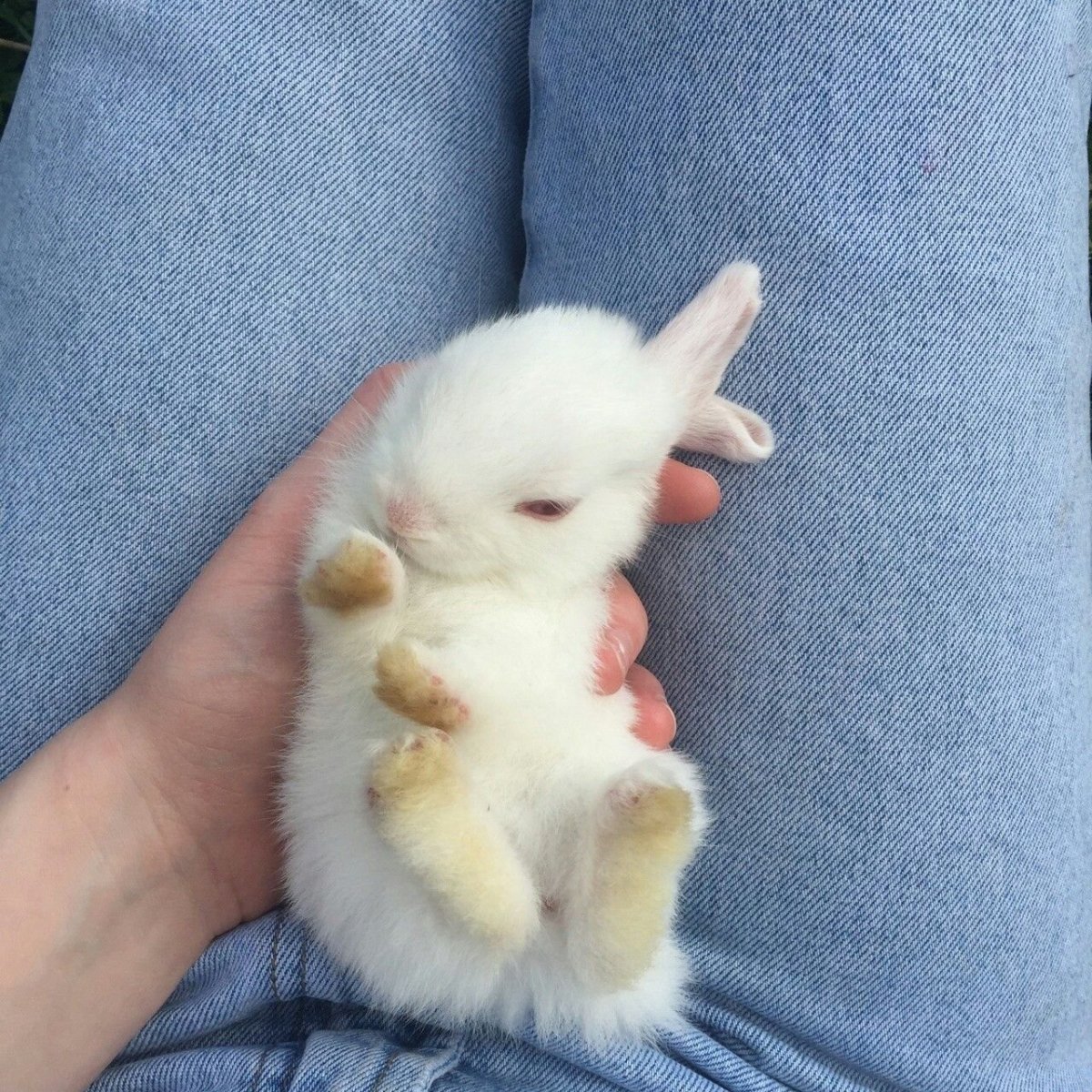 Новорожденный заяц