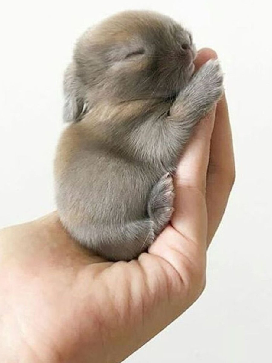 Крольчата Новорожденные