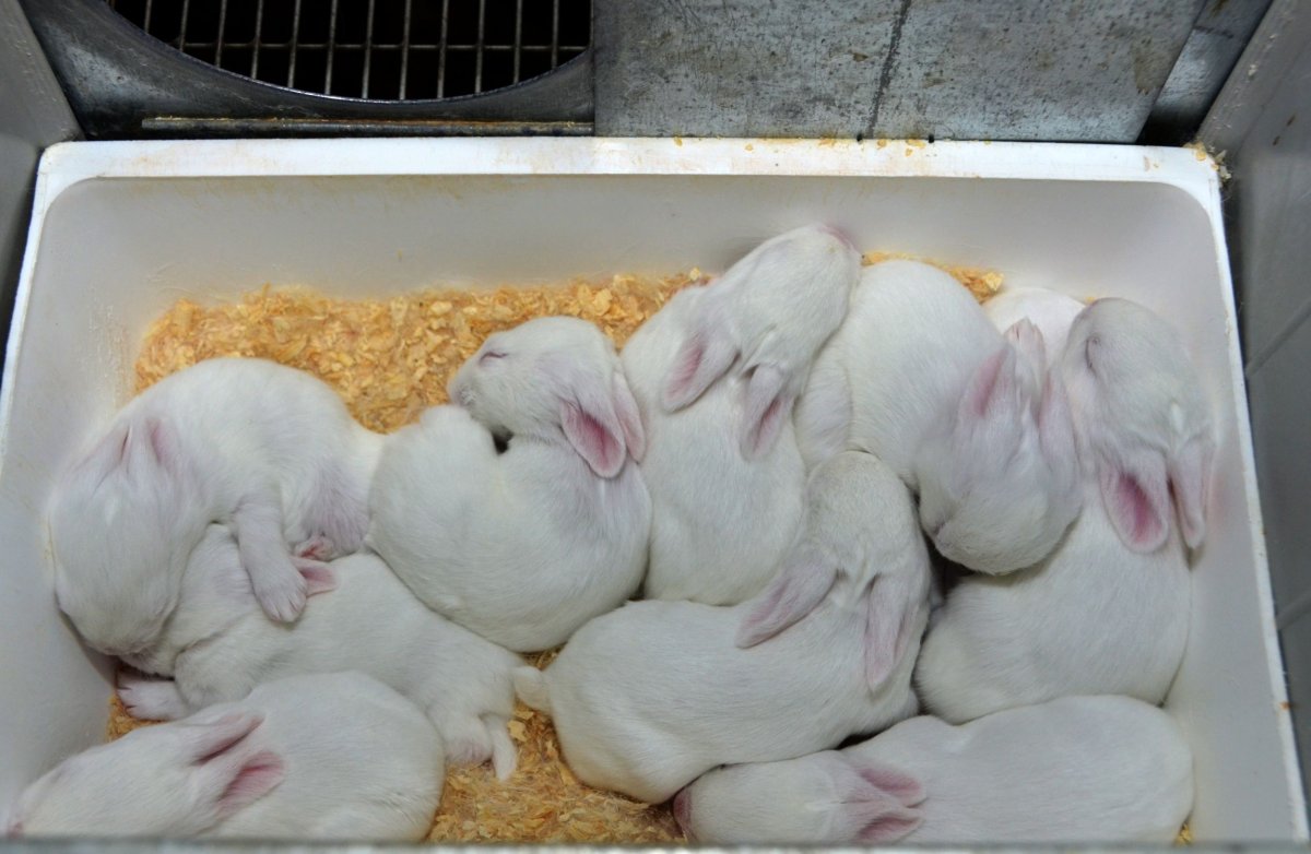 Кролик крольчиха крольчонок