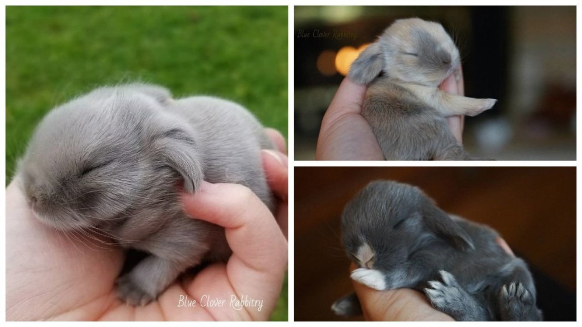 Кролик баран вислоухий великан