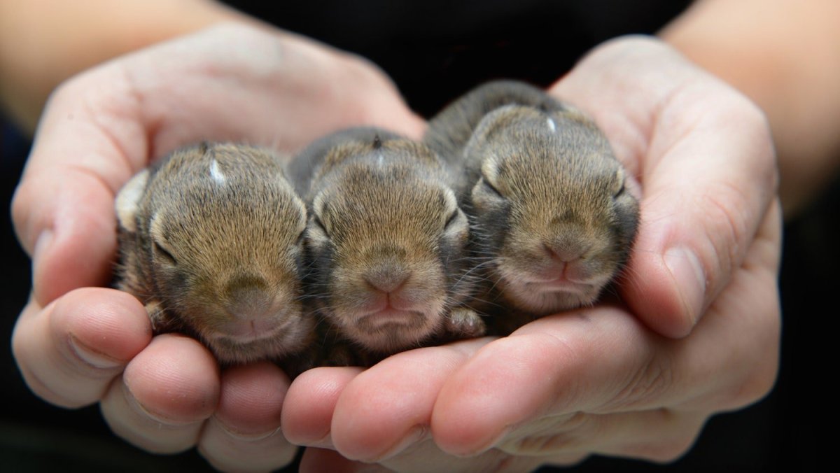 Новорожденных кроликов