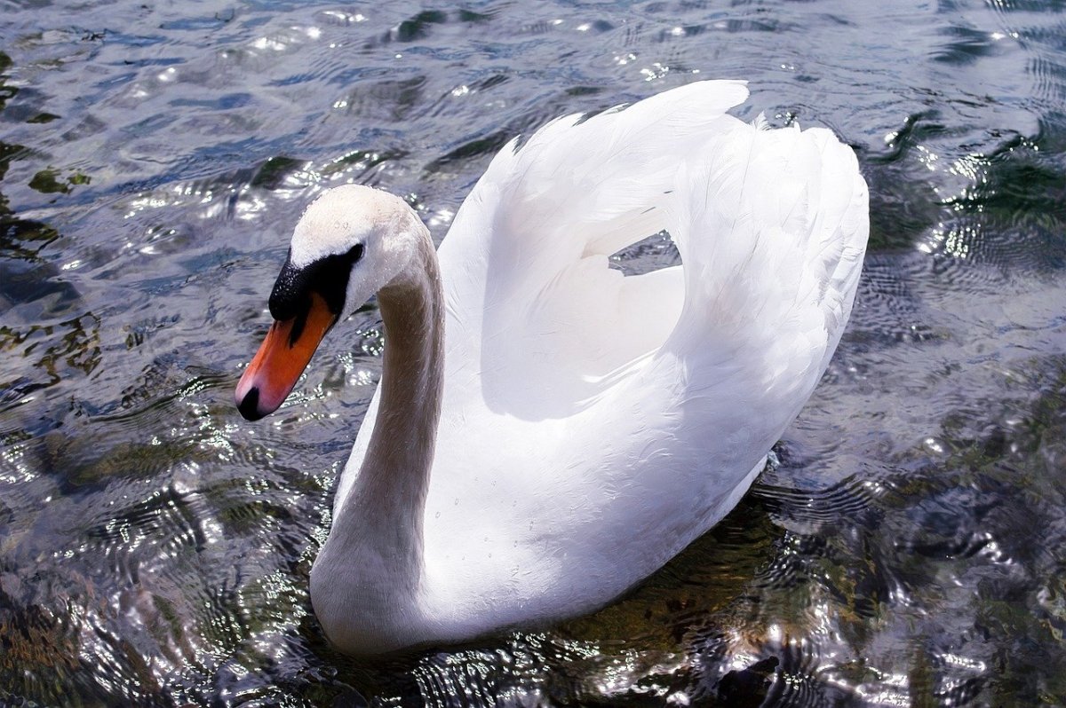 Сен Санс лебедь