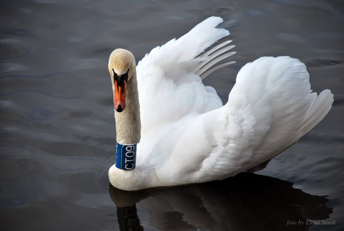 Лапа лебедя шипуна