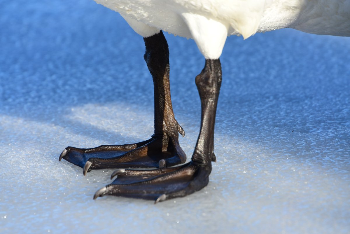 Лапа лебедя шипуна