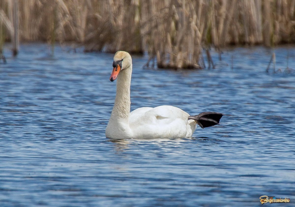 Лапки Лебеденка