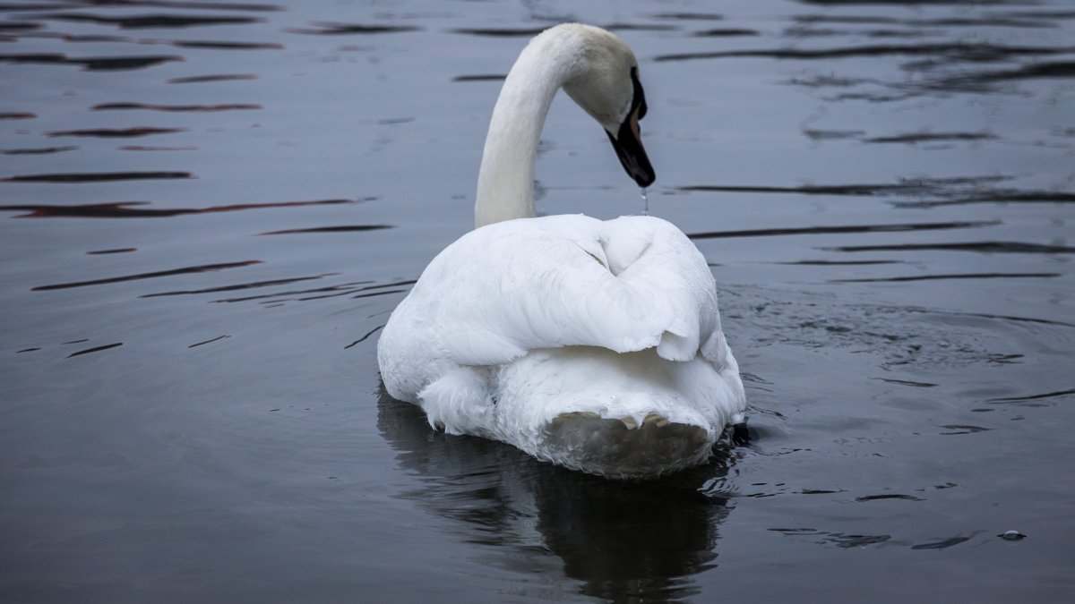 Чёрный лебедь