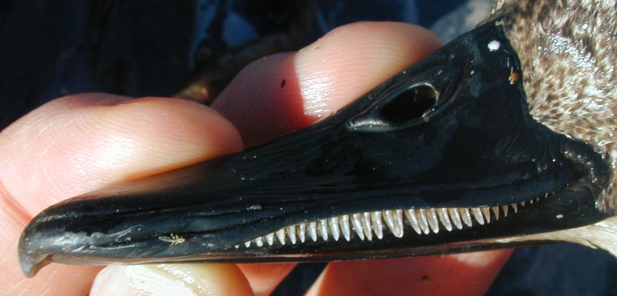 Клюв утки цедильный аппарат