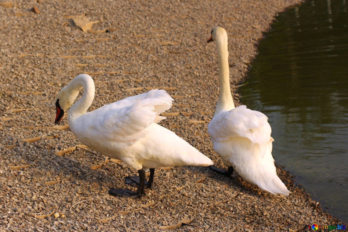 Лебедь гуляет