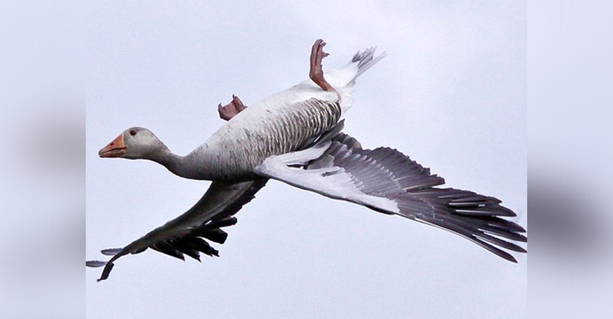 Гусь вверх ногами