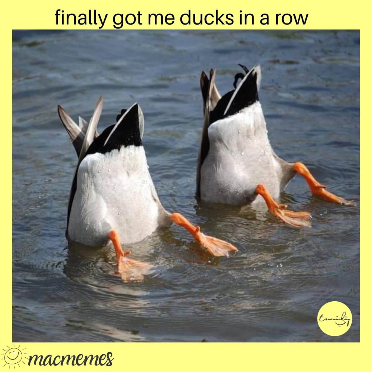 Утки летают