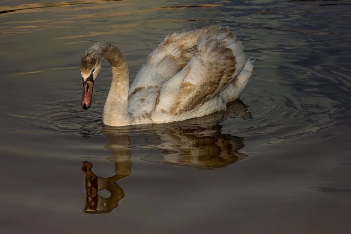 Бурый лебедь