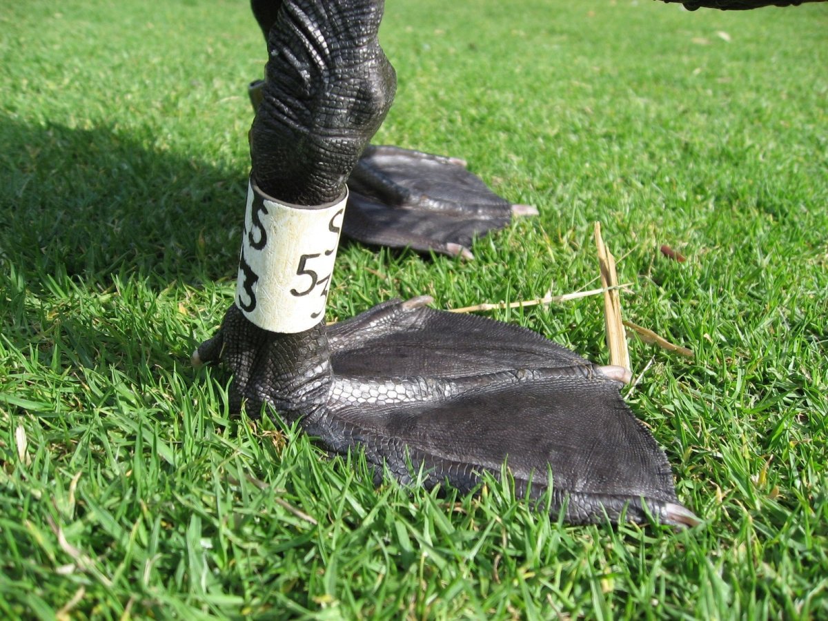 Лебедь конечности