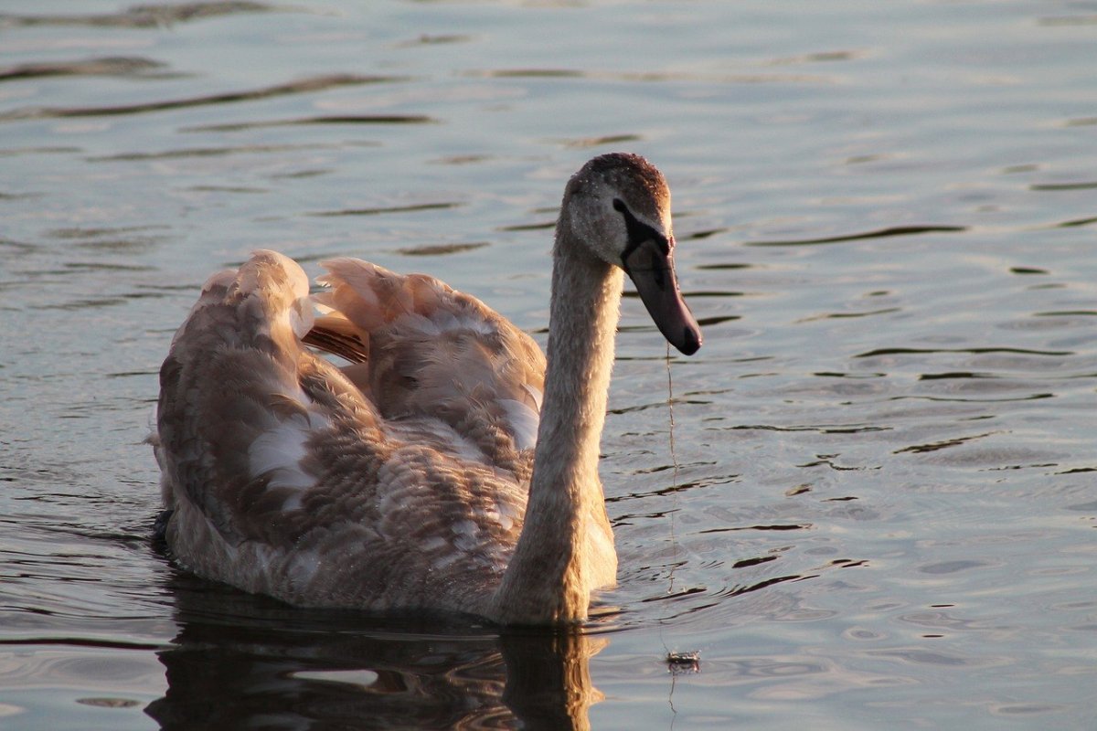 Swan Cub