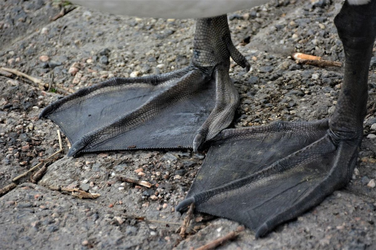 Перепончатые лапы лебедя