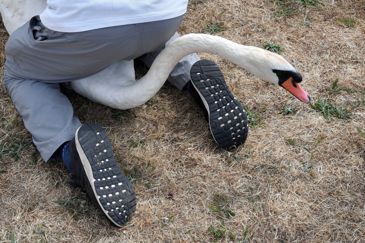 Ноги лебедя