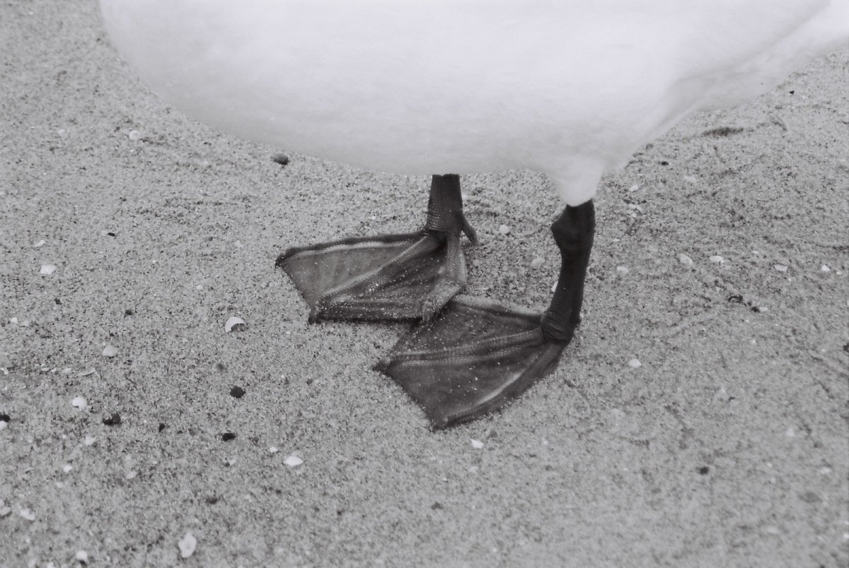 Лапы лебедя