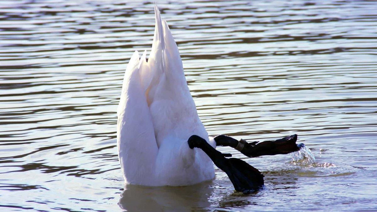 Лапы лебедя