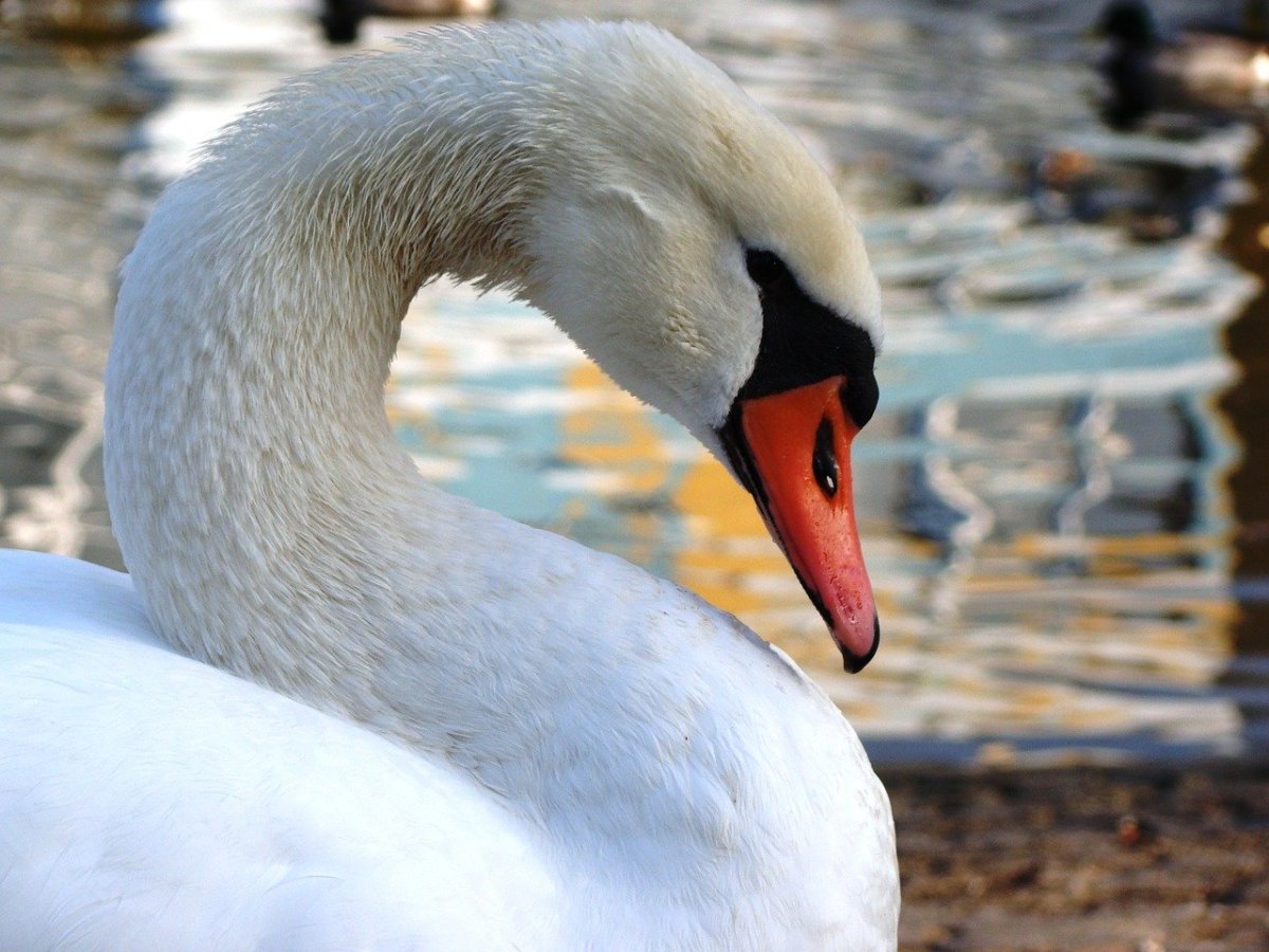 Злой лебедь