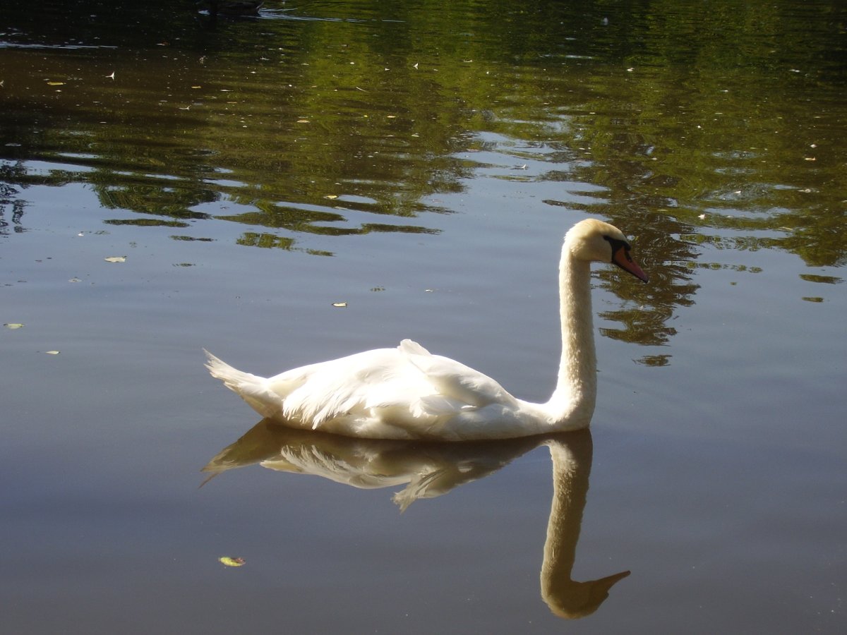 Церкариоз у лебедей