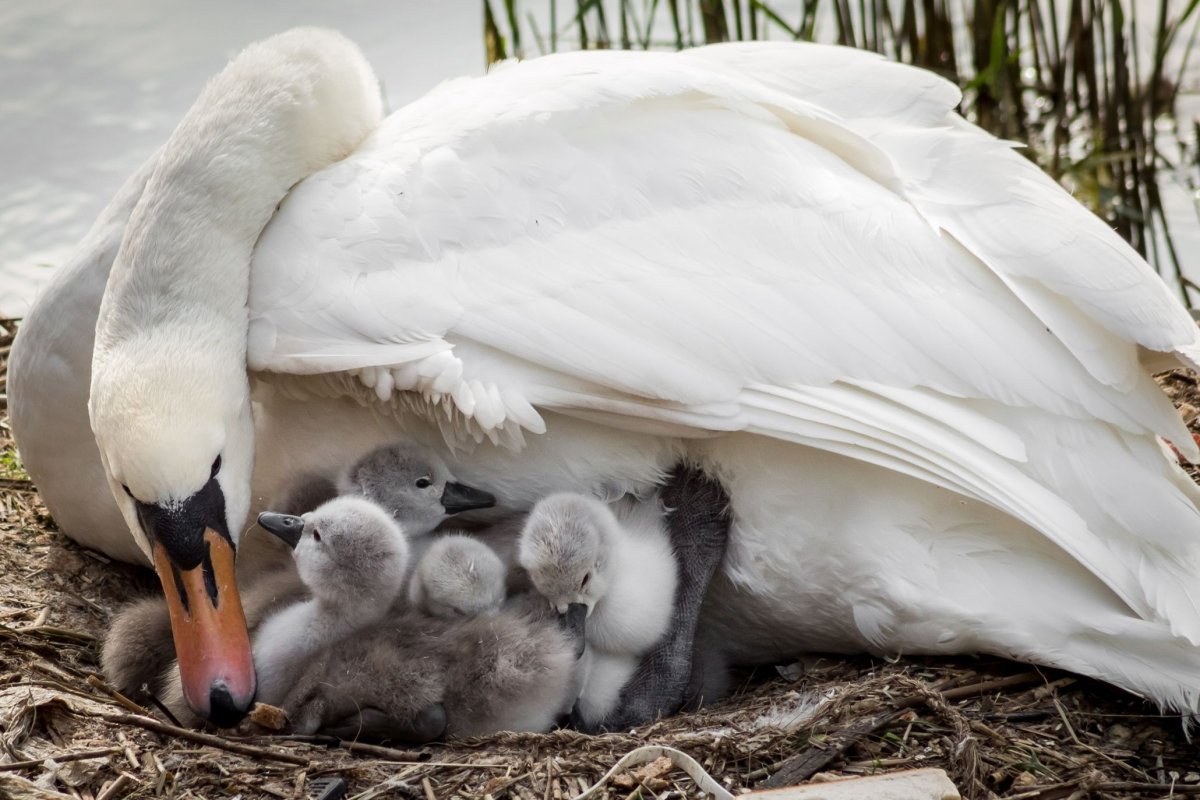 Лебедь шипун с птенцами